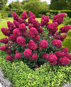 Гортензия метельчатая Самарская Лидия