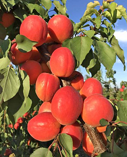 Саженцы Абрикос Северное сияние