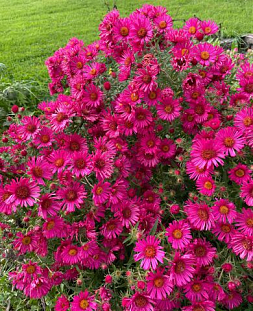 Саженец Астра новоанглийская Андекен ан Альма Печке