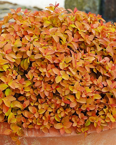 Спирея японская Зен Спирит Карамель