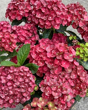 Гортензия крупнолистная Ребелион Пистачио Лав