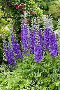 Дельфиниум Майти Атом