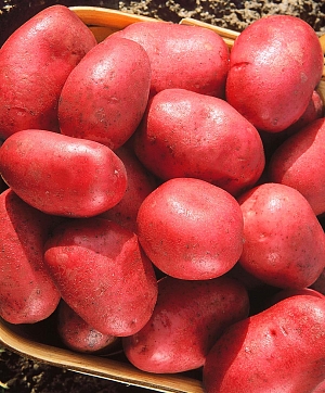 Семенной Картофель Утро раннее