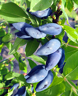 Саженцы Жимолость Блю банана