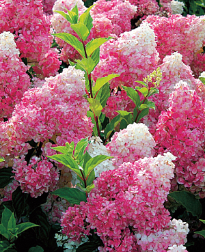 Гортензия метельчатая Ванила фрайз