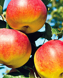 Саженцы Яблоня Яблочный спас