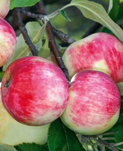 Саженцы Яблоня Солнцедар