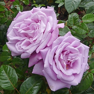 Роза чайно-гибридная Блю Мун