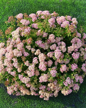 Спирея японская Джапаниз Дварф