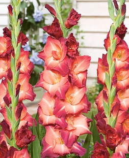 Гладиолус Окаса