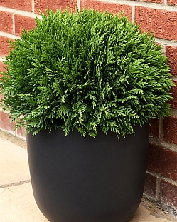 Туя западная Тини Тим