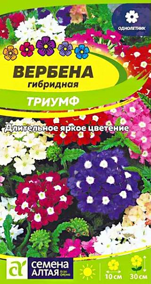 Семена Вербена гибридная "Триумф".<br>
Яркий декоративный однолетник с душистыми цветками. Высота растения до 30 см. Цветки собраны в плотные яркие соцветия-щитки разнообразной окраски, диаметром до 10 см. Благодаря своей неприхотливости, вербена находит широкое применение в цветоводстве, особенно в оформлении парадных композиций однолетников, а также в создании миксбордеров и цветущих участков на газонах. Свето- и теплолюбивое растение, устойчиво к недостатку влаги, вредителям и болезням. Переносит как высокие температуры, так и кратковременные заморозки. Предпочитает солнечные участки на суглинистых среднеудобренных почвах. Посевы на рассаду проводят с конца февраля в рассадные ящики. Семена равномерно раскладывают по поверхности увлажненного субстрата, не заделывая, а лишь слегка вдавливая в субстрат. Ёмкость с посевами накрывают непрозрачной плёнкой и помещают в тёплое (+25ºС) место, периодически проветривая. Всходы появляются на 4-7 день, пленку снимают, контейнер переносят в более прохладное (+15-17ºС) место с хорошим освещением. Через 4-5 недель сеянцы пикируют в отдельные горшочки. Высадка рассады в открытый грунт – в конце мая - июне, когда минует угроза возвратных заморозков. Посадочный интервал – 30 см. Цветет с середины июня до заморозков.