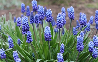 Не только тюльпаны: Луковичные, которые советуем посадить в сентябре для невероятной весны Не только тюльпаны: Луковичные, которые советуем посадить в сентябре для невероятной весны