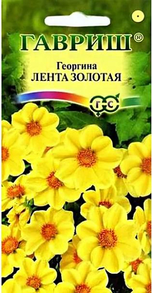 Семена Георгина Лента золотая<br>
 <br>
Одно из любимых однолетних растений для цветников и срезки. Формирует компактный кустик высотой до 40-50 см. Образует многочисленные ветвистые стебли высотой 40-50 см. Цветение продолжительное и обильное с июля до заморозков. Соцветия ярко-красные, диаметром 8-9 см. Предпочитает солнечные, защищенные от ветра участки с рыхлой, плодородной почвой. Выращивается рассадным способом. Посев семян на рассаду проводят в марте-апреле. Используется для посадки на клумбах, рабатках, в группах, контейнерах.