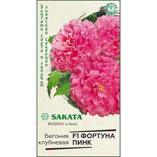 Семена Бегония Фортуна Пинк F1