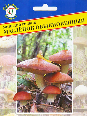Мицелий грибов Маслёнок обыкновенный