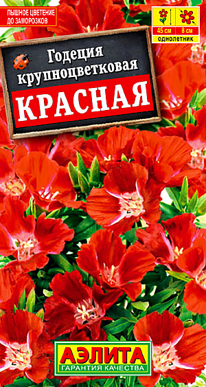 Семена Годеция Красная.
Сорт отличается уникальной колористикой – цветущий куст напоминает яркий костер. Цветки чашевидные, крупные – диаметром 7-8 см, собраны в соцветия на концах побегов. Лепестки с атласным блеском. Растения компактные, прямостоячие, высотой около 30 см, хорошо кустящиеся, обильно цветущие. Период цветения продолжительный, с третьей декады июня до глубокой осени. Обильности и продолжительности цветения способствует удаление увядающих цветков. Рекомендуется для солнечной клумбы, бордюра, для контейнеров и горшков. Срезанные соцветия хороши в небольших букетах. 
Агротехника. Посев семян на рассаду по 3-4 семени в отдельные горшочки, так как сеянцы плохо переносят пикировку. Рассаду в открытый грунт высаживают, не дожидаясь сроков окончания возвратных заморозков. Посадку проводят с максимальным сохранением кома земли. Возможен посев семян в открытый грунт ранней весной или под зиму, в конце октября.