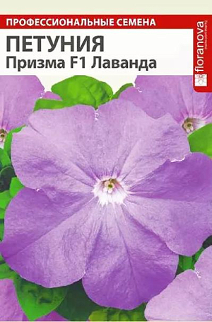 Семена Петуния Призма "Лаванда".<br>
Уникальная серия крупноцветковой гибридной петунии, отличающаяся очень ранним цветением, широким спектром окраски цветков и компактным выравненным габитусом растений, при этом с густым ветвлением. Кустики компактные, высотой 25-30 см. Цветки крупные воронковидные, диаметром 7-10 см, с волнистым краем. Идеальный гибрид для всех видов использования: прекрасно смотрится в горшках, контейнерах и подвесных корзинах, при ковровых посадках в саду и внутренних двориках.