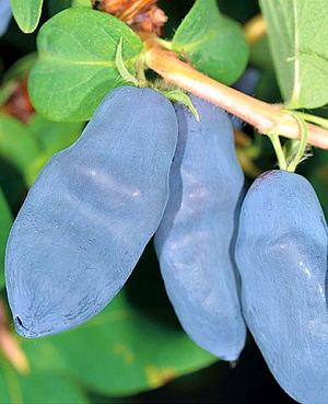 Саженцы Жимолость Сильгинка