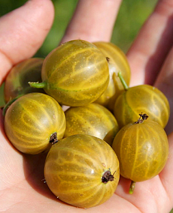 Саженцы Крыжовник Алтайский номерной