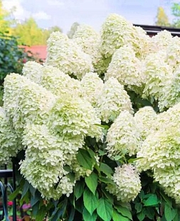 Гортензия метельчатая Грандифлора