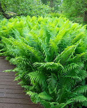 Многорядник Страусник обыкновенный