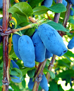 Саженцы Жимолость Плюшкин