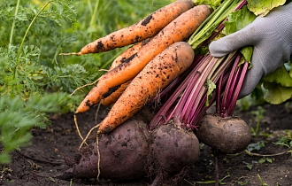 Сентябрьский парадокс: почему нельзя убирать урожай моркови и свеклы слишком рано? Секреты сладких корнеплодов Сентябрьский парадокс: почему нельзя убирать урожай моркови и свеклы слишком рано? Секреты сладких корнеплодов