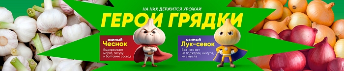 Сажаем осенью для весеннего урожая! Озимые лук, чеснок, зелень и не только Сажаем осенью для весеннего урожая! Озимые лук, чеснок, зелень и не только