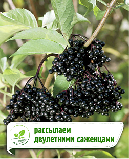 Саженцы Бузина Хашберг