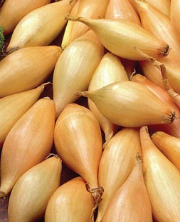 Лук семейный (шалот) Джермор