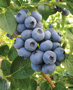 Саженцы Голубика ТОРО