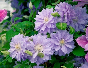 Клематис Дэннис Дабл