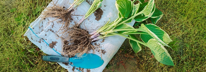 Деление и пересадка многолетников в августе-сентябре, сроки и правила Деление и пересадка многолетников в августе-сентябре, сроки и правила