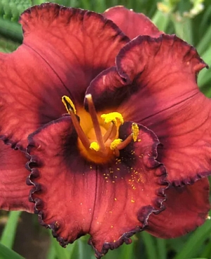 Лилейник Беррилишес