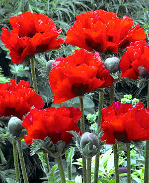 Мак Кинг Конг