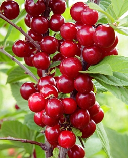 Саженцы Вишня войлочная Натали