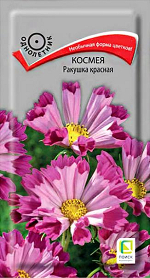 Семена&nbsp;Космея Ракушка красная. Декоративное растение с ажурными сильнорассечёнными листьями, высотой до 120 см. Цветки собраны в соцветия-корзинки диаметром 7-10 см. и расположены одиночно на концах стеблей. Язычковые цветки насыщенно-красного цвета, свернуты в трубочку. Трубчатые в центре соцветия - желтые. Применяют для посадки на заднем плане цветников, декорирования оград и для срезки. Цветет с июля по октябрь.<br>
 <br>
&nbsp;Агротехника.&nbsp;Растение светолюбивое, холодостойкое. К почвам не требовательно, но лучше растет на легких плодородных почвах. Посев семян производят в апреле-мае непосредственно в открытый грунт. Глубина заделки семян 1 см. При температуре почвы +18°C всходы появляются через 8-14 дней. Расстояние между растениями 30-40 см.&nbsp;