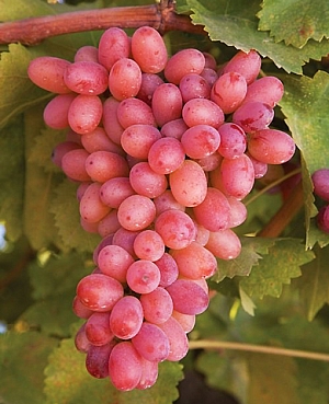 Саженцы Виноград Гурман лакомка