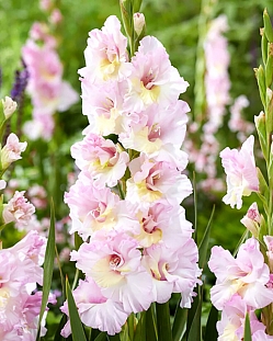 Гладиолус Хе Маджести