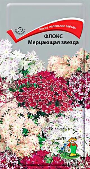 Семена Флокс Мерцающая звезда.
Звездообразные душистые цветы. Кустики компактные, низкие, 30 см высотой. Плотные яркие соцветия с остроконечными лепестками достигают в диаметре 10 см. Цветет обильно с июня до конца сентября. Используют для бордюров, обрамления клумб. 
Агротехника. Растение наибольшей декоративности достигает на умеренно влажных плодородных почвах и солнечном месте. При выращивании рассады посев производят в марте в рассадные ящики. Глубина заделки семян 0,5 см. При температуре почвы +18°C всходы появляются на 7-14 день. Сеянцы содержат при умеренной температуре. В грунт рассаду высаживают в конце мая, выдерживая расстояние между растениями 20-25 см. В открытый грунт семена высевают в мае, предварительно замочив их на 20-30 часов. Семена соответствуют требованиям международных стандартов и ГОСТу РФ 12260-81.
