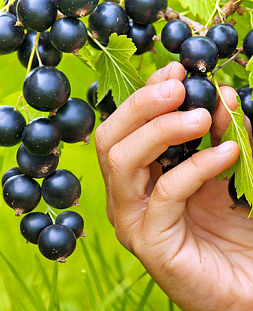 Саженцы Смородина Пигмей