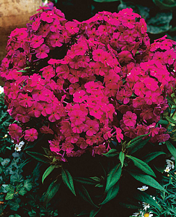 Саженец Флокс метельчатый Далила