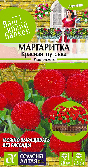 <div>
 Семена Маргаритка Красная пуговка помпонная.
</div>
Очаровательное миниатюрное растение высотой до 20 см, выращиваемое как двулетник. Образует многочисленные раскидистые цветоносы, увенчанные соцветиями – одиночными махровыми корзинками диаметром 2,5 см, с обилием язычковых лепестков рубиновой окраски. Маргаритка сделает ваш сад уютным и нарядным. Используется в групповых посадках на рабатках, островками на газонах, в декорировании балконных ящиков. Прекрасно сочетается с незабудками, тюльпанами, нарциссами, виолами. Светолюбивое, холодостойкое растение, выносит полутень. Предпочитает солнечное местоположение на умеренно плодородных лёгких почвах. Для получения растений, цветущих в год посева, семена на рассаду сеют не позднее начала марта, в открытый грунт рассаду высаживают в начале июня. Обычно же посевы проводят в конце июня - начале июля на рассадные гряды. Глубина заделки семян – 1-2 мм. При температуре почвы +18°C всходы появляются на 7-14 день. Сеянцы пикируют в фазе 1-2-х пар настоящих листьев по схеме 10х10 см. В августе их пересаживают на постоянное место с шагом 20 см. Цветение при посеве семян в грунт – на второй год в апреле-июле, при хорошем уходе цветение продолжается до осени с перерывом в жаркий период сезона.