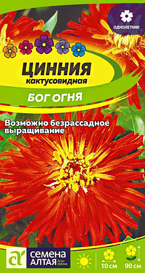 Семена Цинния кактусовидная "Бог огня".<br>
Яркий декоративный садовый однолетник. Растение ветвистое от основания, 90 см высотой, с крепкими цветоносами. Соцветия красные полушаровидные махровые, диаметром до 10 см, со свернутыми по длине в трубочки и причудливо изогнутыми узкими язычковыми цветками. Каждое соцветие держится на растении до 35 дней, не теряя интенсивности окраски. Сорт универсального назначения – отлично украшает садовые цветники и дает превосходную срезку. Растение относительно засухоустойчиво, но требует регулярных поливов, чувствительно даже к легким заморозкам. Предпочитает солнечные, защищенные от ветра теплые участки с дренированной нейтральной, богатой гумусом и минеральными элементами почвой. Посевы на рассаду проводят с конца марта под стекло. Глубина заделки семян 0,5 см. При температуре +22…+25°С всходы появляются на 7-10 день. С развитием первой пары настоящих листочков сеянцы пикируют в отдельные горшочки. В фазе 5-6 листьев проводят формирующую прищипку. В открытый грунт на постоянное место рассаду высаживают в конце мая – начале июня, когда минует угроза заморозков. Посадочный интервал – 30-40 см. Возможен прямой посев семян в открытый грунт в мае. Продолжительность цветения с июля до осенних холодов. Удаление увядших соцветий способствует более пышному и продолжительному цветению.