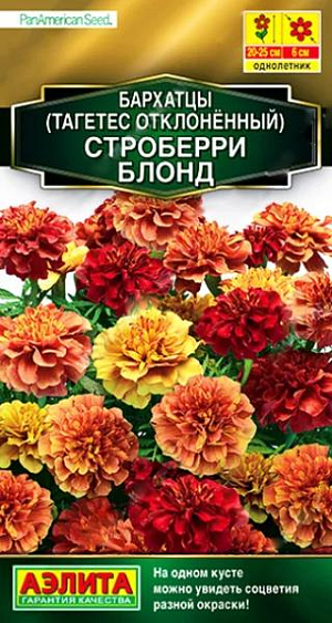 Семена&nbsp;Бархатцы отклоненные Строберри блонд. Уникальная новинка – сорт-хамелеон! На одном кусте можно увидеть соцветия разной окраски. Вид растения меняется, как в калейдоскопе. На динамику смены тонов влияет температурный фон. В прохладную погоду окраска цветков меняется медленно, при повышении температуры – ускоряется. Куст с хорошим ветвлением, 20-25 см. высотой и около 20 см. в ширину. Соцветие гвоздиковидной формы,&nbsp; диаметром&nbsp; 6 см, густомахровое. Рекомендуется для оформления садовых цветников и контейнерной культуры. Инкрустированные семена очищены от хохолков.<br>
 <br>
 &nbsp;Бархатцы предпочитают солнечные участки с дренированными, плодородными почвами нейтральной кислотности. Растения теплолюбивые, быстрорастущие, взрослые – достаточно засухоустойчивые.<br>
 <br>
 <br>
 <br>
 <br>