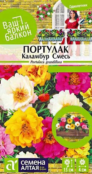 Семена Портулак "Каламбур" смесь.<br>
Эффектное почвопокровное растение. Декоративный однолетник со стелющимися ветвистыми красноватыми стеблями высотой 10-15 см. В солнечную погоду радует обилием ярких цветков, покрывающих растение. Цветки махровые и полумахровые крупные, диаметром 3-4 см, разнообразной яркой окраски. Отлично подходит для украшения открытых участков, альпийских горок и ковровых цветников, используется для оформления бордюров и рокариев, посадки в садовые вазоны и балконные ящики. Засухоустойчивое, тепло- и светолюбивое растение, не цветет даже при легком затенении. Предпочитает сухие каменистые, песчаные или супесчаные бедные почвы. Выращивают посевом семян на рассаду в первой декаде апреля. Для прорастания семенам необходим свет, поэтому сеют поверхностно, лишь слегка вдавливая их в субстрат. Посевы увлажняют, накрывают пленкой и помещают в теплое светлое место, пленку периодически снимают для проветривания и удаления конденсата. При достаточном освещении и температуре воздуха +22-25°С всходы появляются через 7-15 дней, пленку убирают. Пикировку проводят, когда сформируется первая пара настоящих листовых пластин. В открытый грунт рассаду высаживают, когда минует угроза заморозков. Посадочное расстояние 25-30 см. Возможен прямой посев семян в грунт в первой половине мая, тогда молодым всходам может потребоваться дополнительная защита от заморозков или укрытие от прямого солнца, пока они не подрастут. Цветение непрерывное с июня до заморозков.
