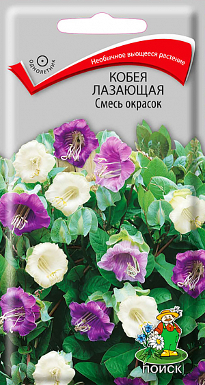 Семена Кобея Лазающая Смесь окрасок.
Необычное вьющееся растение. Цепляется за опору усиками, образует многочисленные побеги до 3м. Листья перистые. Цветы колокольчатые, фиолетовые и белые, диаметром 6-8 см. Цветёт с июля до заморозков. 
Агротехника. Растение свето- и теплолюбивое. На плодородных почвах растет быстро, покрывая большую поверхность. Хорошо реагирует на подкормки и полив. Используют для вертикального озеленения, на балконах. При выращивании рассады посевы проводят в конце февраля - начале марта в ящики. Глубина заделки семян 1,5 см. При температуре почвы +20°C всходы появляются на 14-20 день. Сеянцы в фазе первого настоящего листа пикируют по одному в горшочки. Для опоры ставят колышки. В открытый грунт растения высаживают в конце мая – начале июня, выдерживая расстояние между растениями 60-80 см.
Семена соответствуют требованиям международных стандартов и ГОСТу РФ 12260-81