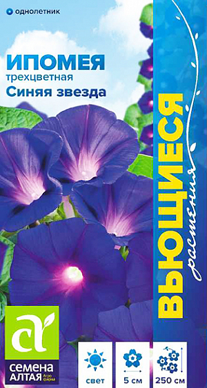 Ипомея Синяя Звезда

Одна из прелестнейших травянистых лиан! Прочные стебли с сердцевидными листьями и яркими цветками, обвивая вертикальные опоры, образуют великолепные цветущие ковры, создавая спасительную тень и скрывая Вас от посторонних глаз. Цветки воронковидные крупные фиолетово-синего цвета с белым горлом. Посевы на рассаду проводят в апреле. Ипомея плохо переносит пересадку, поэтому при рассадном способе выращивания используют торфяные горшочки. Перед посевом семена замачивают на 2-3 часа в горячей воде (до +50ºС) для набухания. В открытый грунт на постоянное место рассаду высаживают в конце мая - начале июня. Посевы в открытый грунт проводят во второй половине мая по 2-3 семечка в лунку, глубина заделки семян 0,5-1 см. Посадочный интервал – 25-30 см. При температуре воздуха +18-20°С всходы появляются через 14-18 дней. Цветение с июля до заморозков. Для продолжительного и обильного цветения увядшие цветки рекомендуется удалять.
