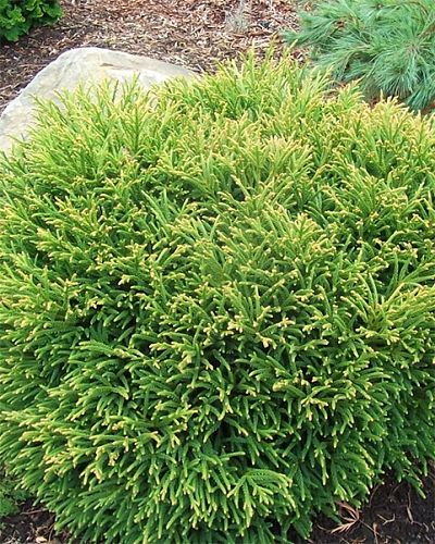 Туя западная Литл Чемпион